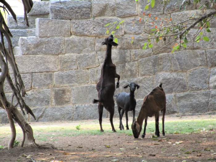 Goat walk on two legs