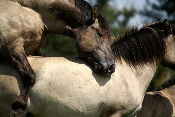 Horse and mule mating