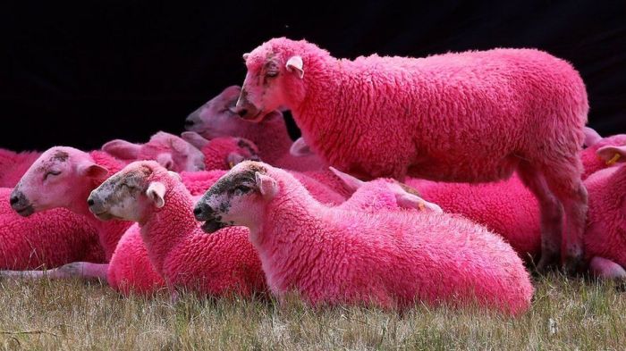 Pink sheep in real life