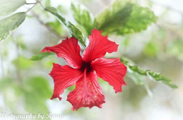 My hibiscus won't flower