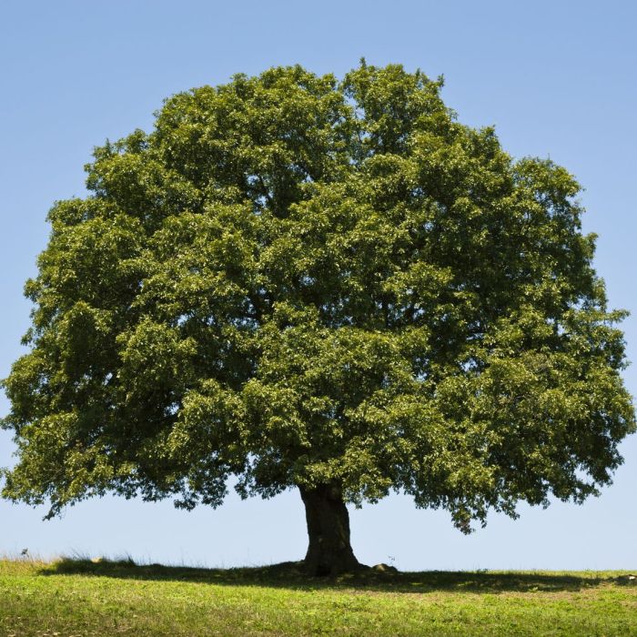 Trees tree names quiz oak