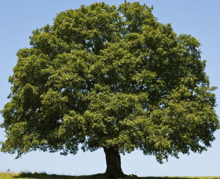 Trees tree names quiz oak