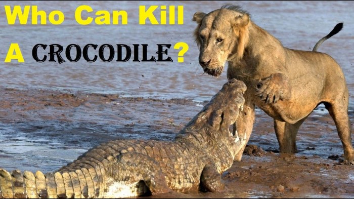 Crocodile nile wildebeest animals attack animal wild african naturalia serengeti