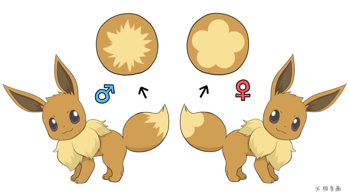 Female vs male eevee