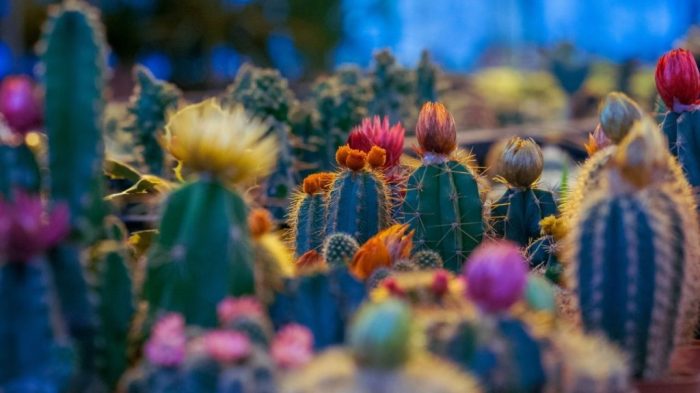 How fast do cacti grow