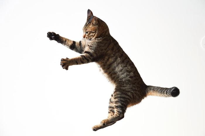 Cat jumping joy cuddlywumps orange emotions chronicles catch trying something just