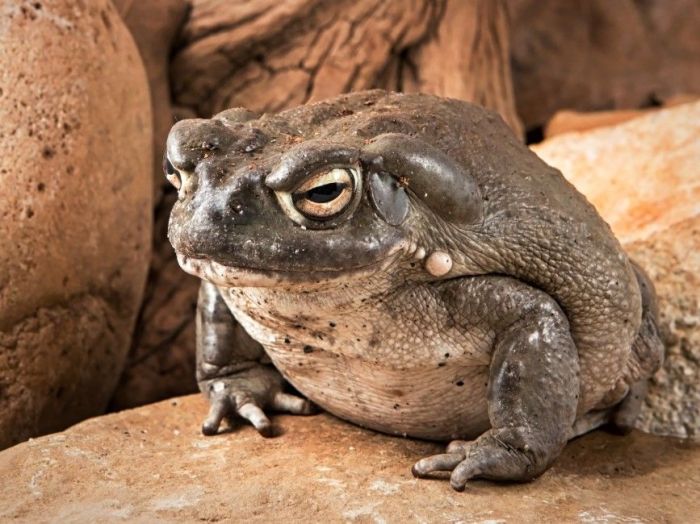 Sonoran desert toad rdr2