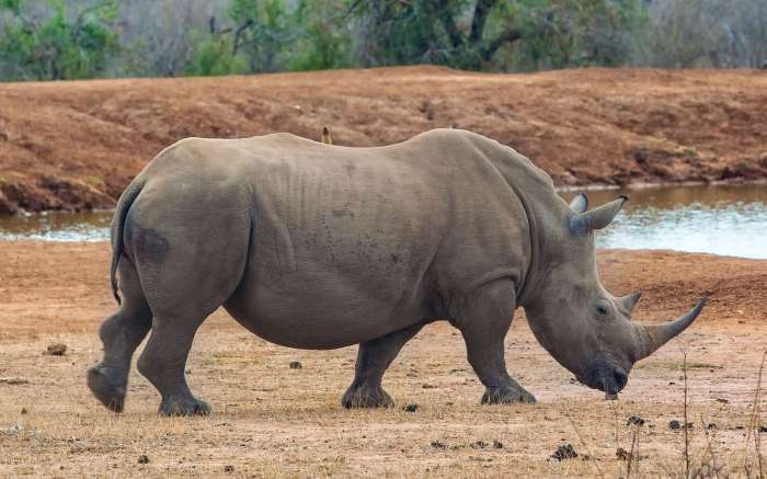 Rhinoceros habitat facts behavior rhinoceroses diet