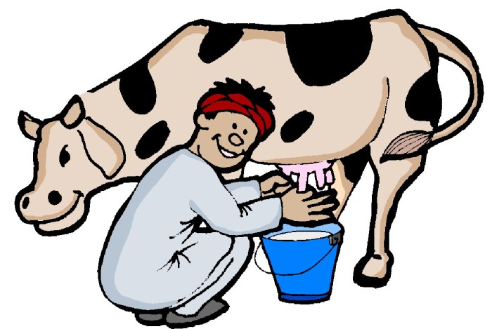 Cow milk milking owning homestead production theprairiehomestead answered