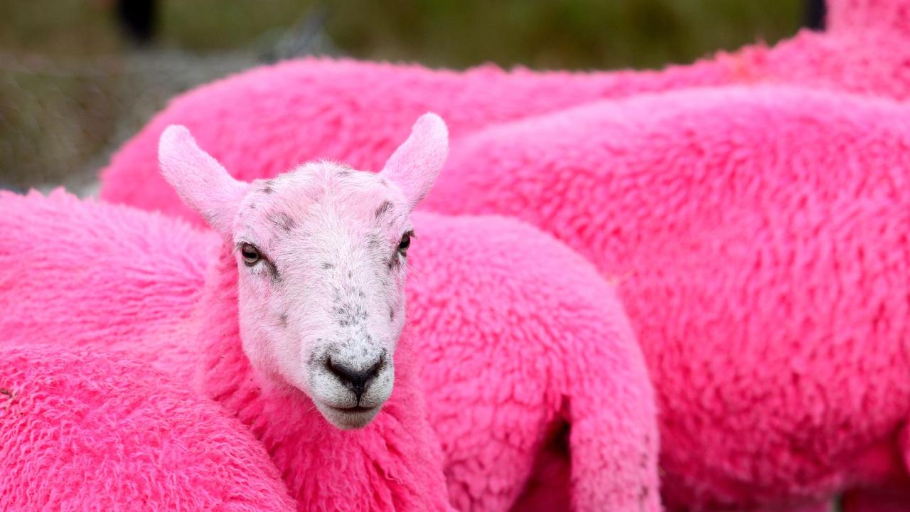 Pink sheep in real life