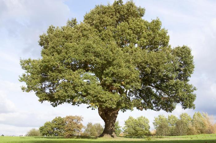 Oak tree holm mighty trees cheshire its