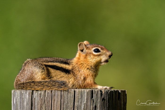 Squirrel on a stick