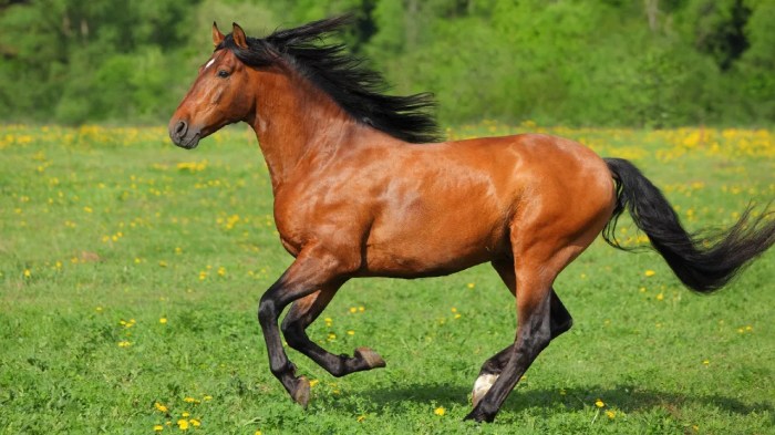 How fast does horses run