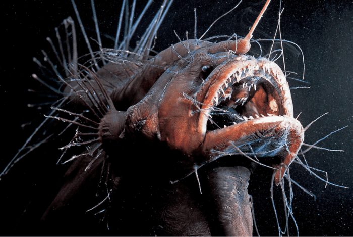 Do people eat angler fish