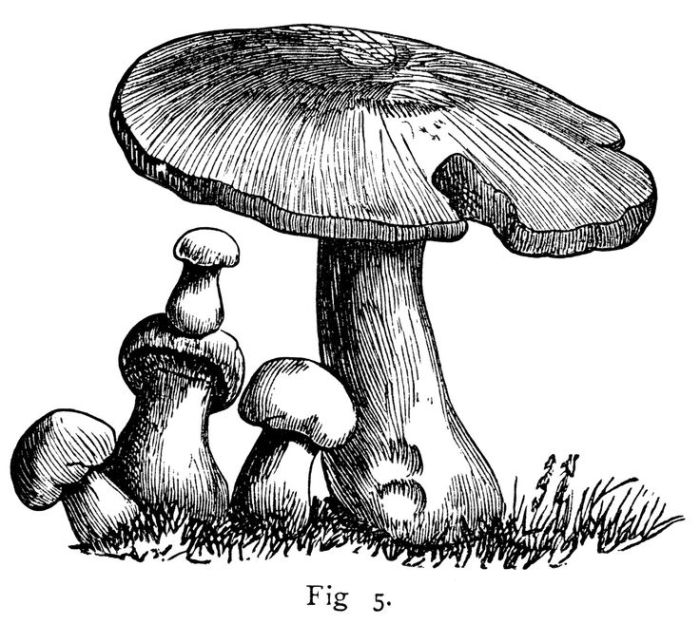 What is a black mushroom
