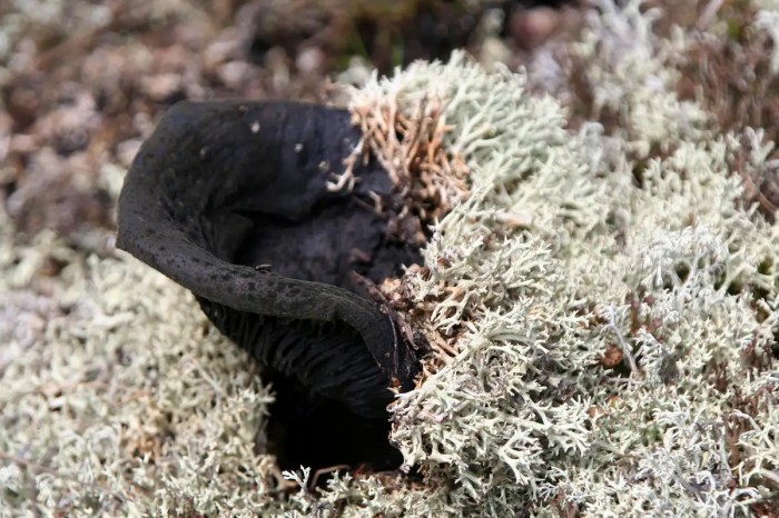 What is a black mushroom