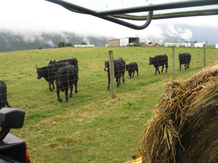 Can cows jump over fences