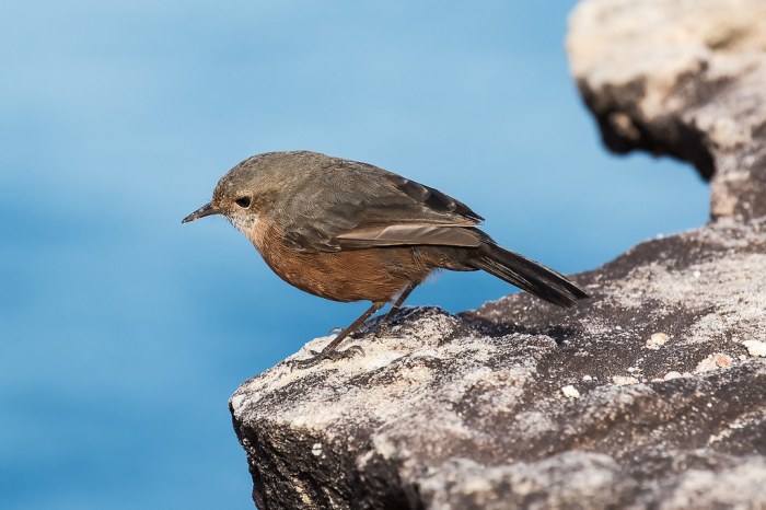 Rock warbler egg skyrim