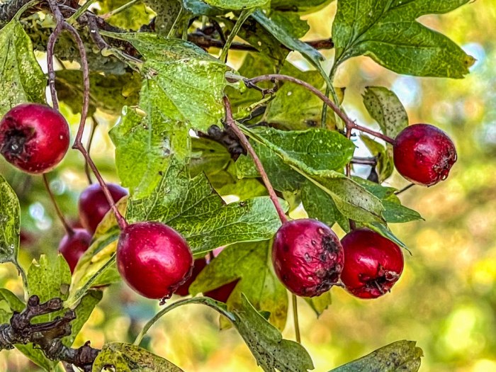 Battle of the berries