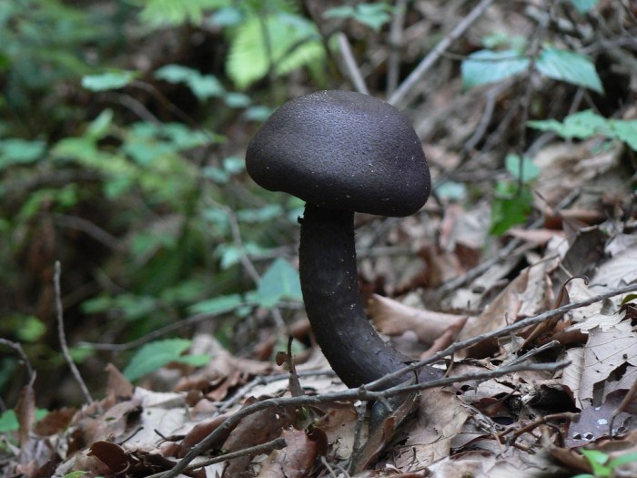 Diablo 1 black mushroom
