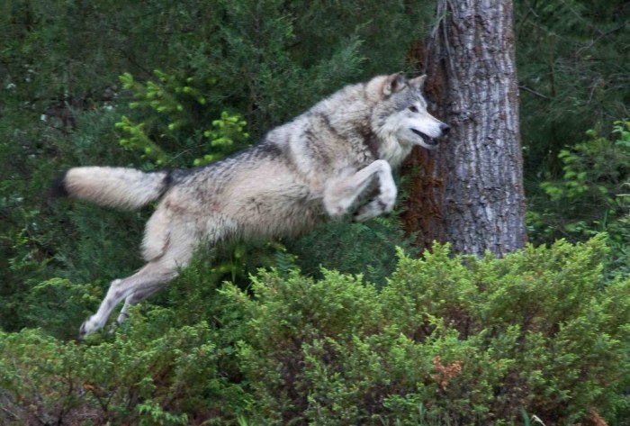 How high can wolves jump