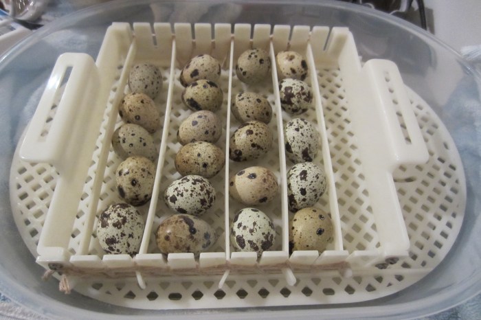 How to get egg incubators