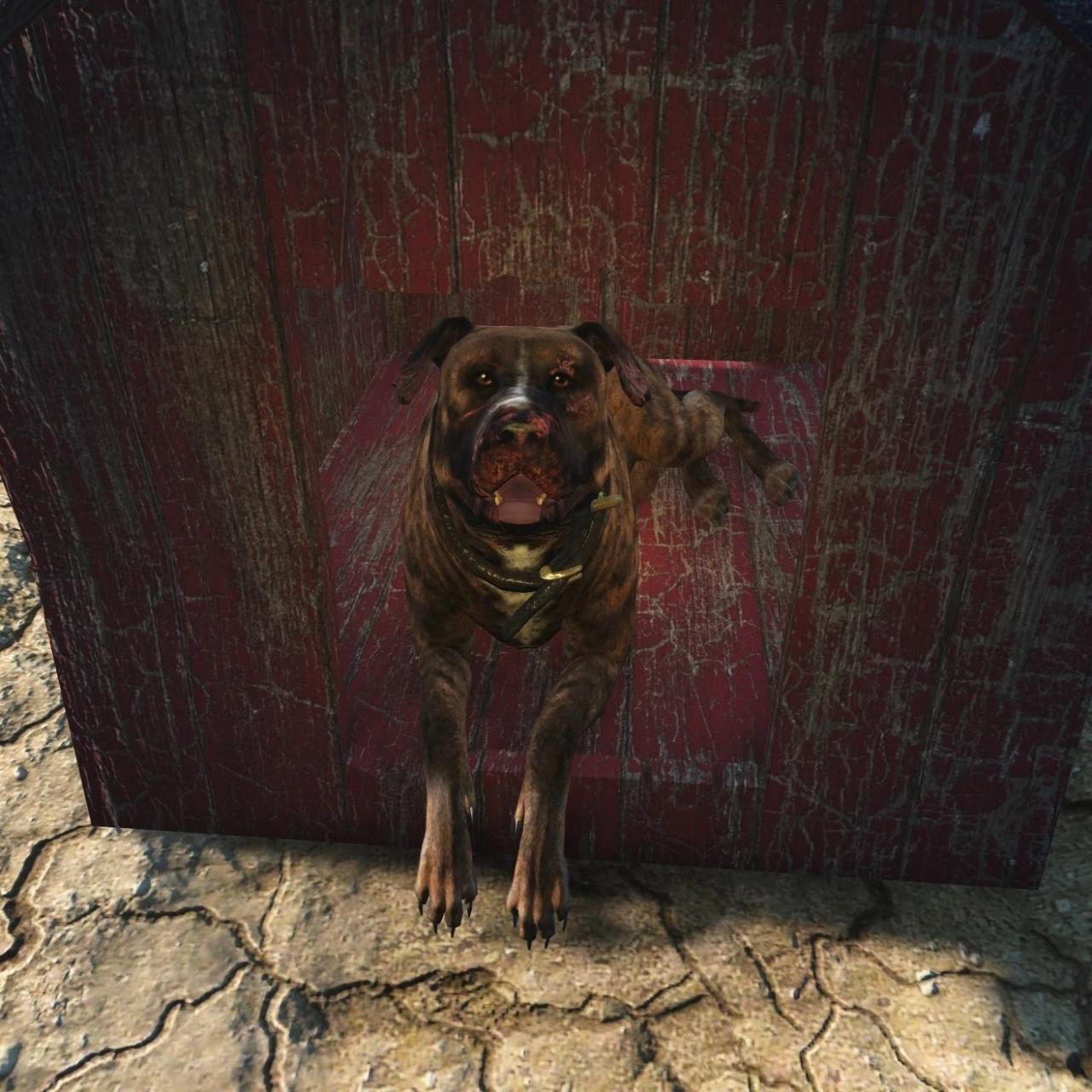 Fallout dog junkyard