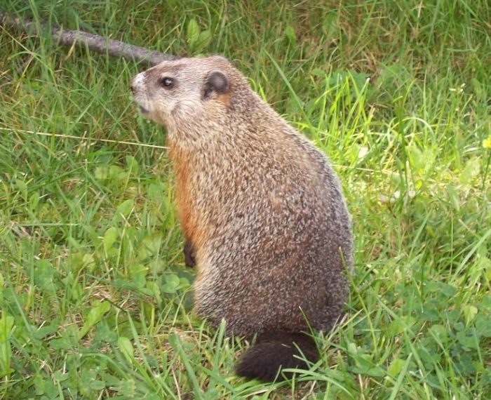 Woodchucks groundhogs illinois mammals missouri aka live