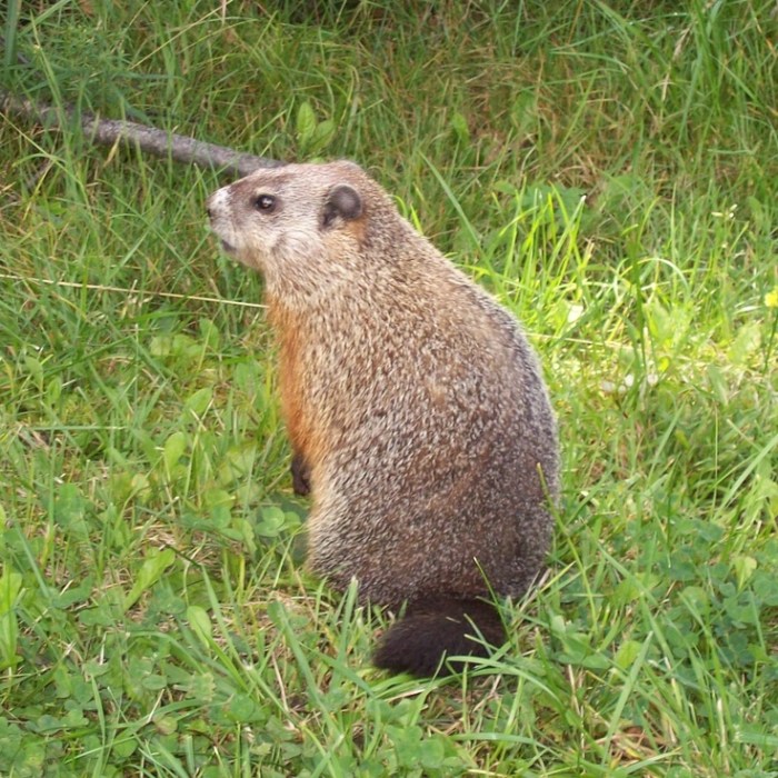 Woodchucks groundhogs illinois mammals missouri aka live