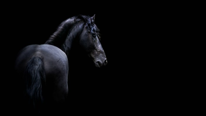 Horse dark wallpapers horses wallpaper backgrounds desktop running 3d wild beautiful downloads animated animal