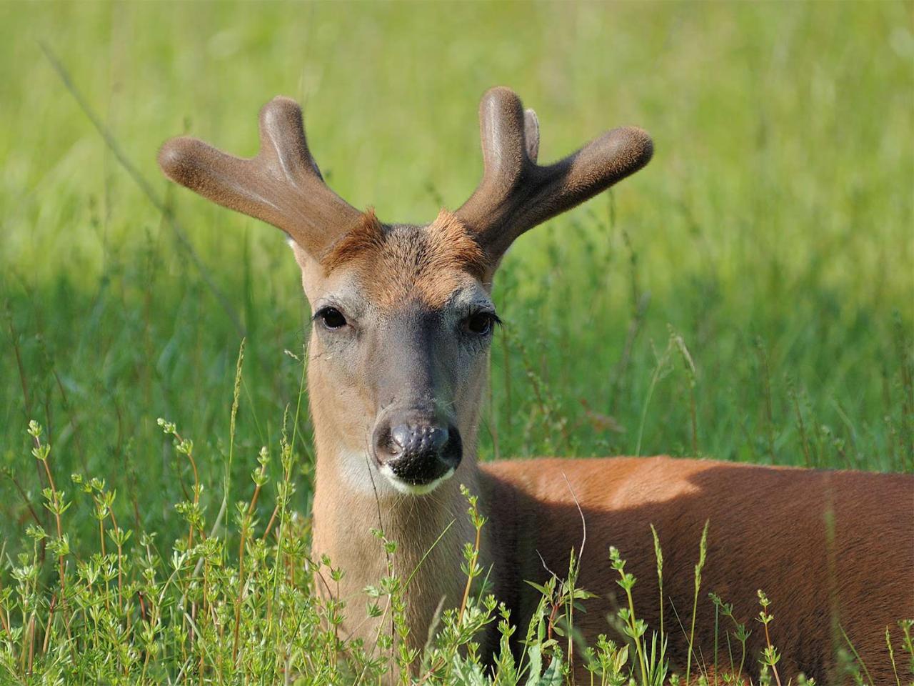 Deer with small antlers