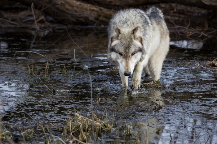 Wolves on the water 2023