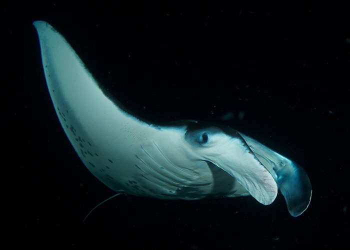 Manta plankton rays hawaii aws ehowcdn operators attracted snorkeling