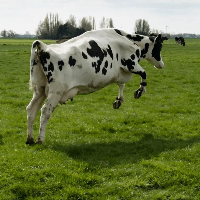 How high can cows jump