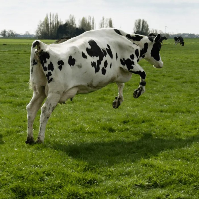 Can cows jump over fences