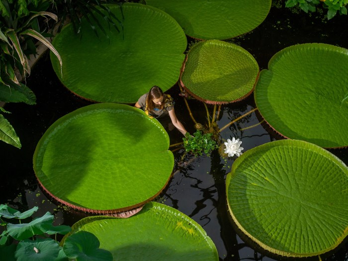 Giant lily pad thorns