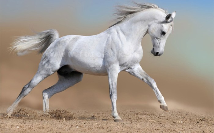 Giant white horse name