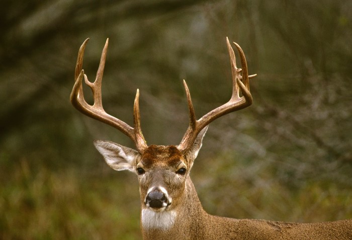 Antlers deer small facts when interesting taken early still spring clearly velvet them