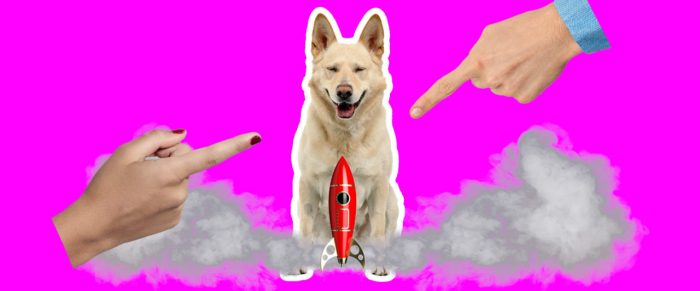 Rocket red kenya dog dogs stud cimarron labrador pedigree
