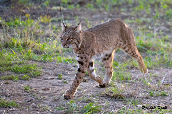 How to locate bobcats