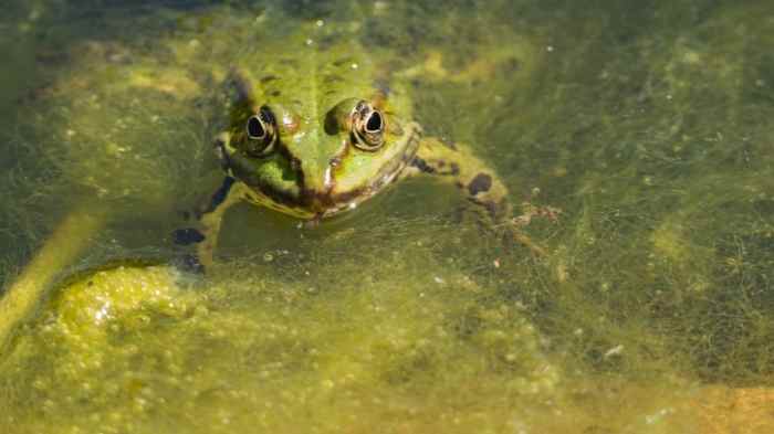 Can frogs drown minecraft