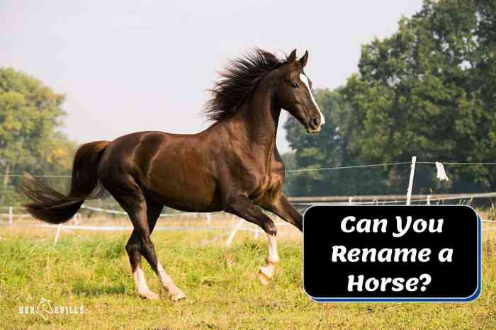 Can you rename a horse