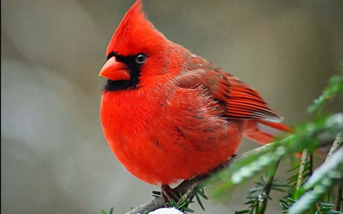 Small red bird name