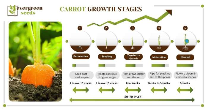 Carrot stages of growth