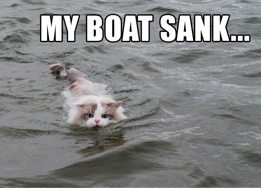 Kittens swim to boat