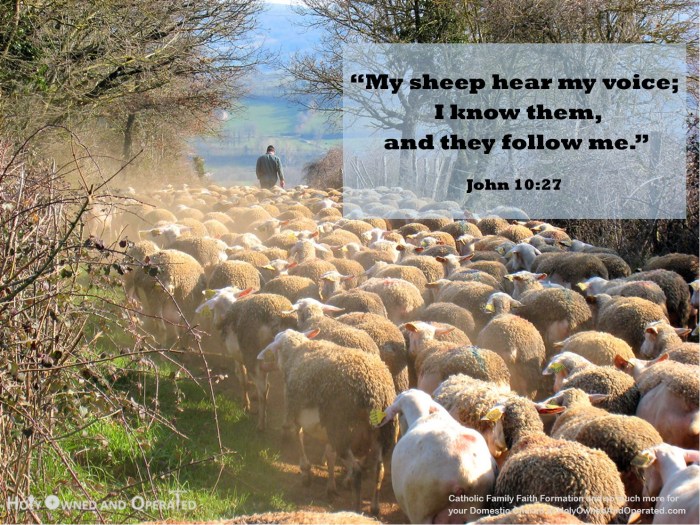 Sheep follow the herd
