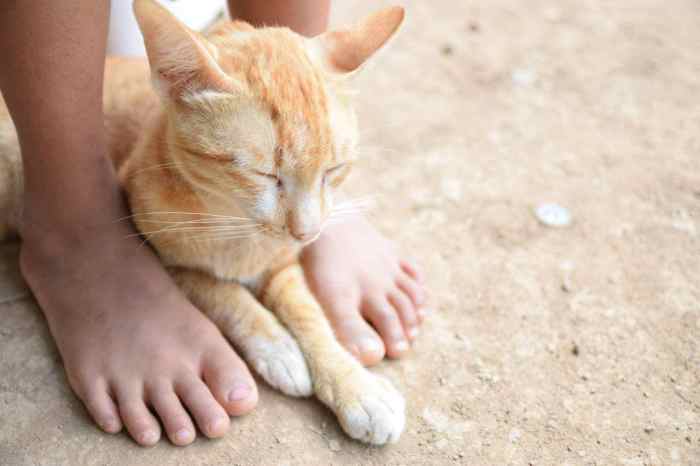 Cats sleeping by feet