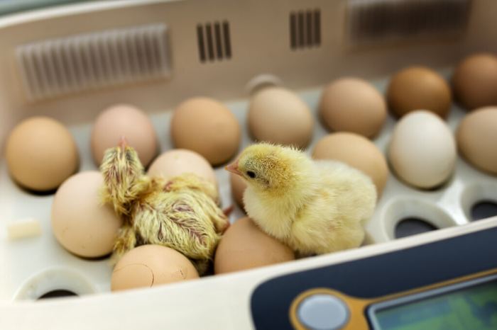 How to get egg incubators