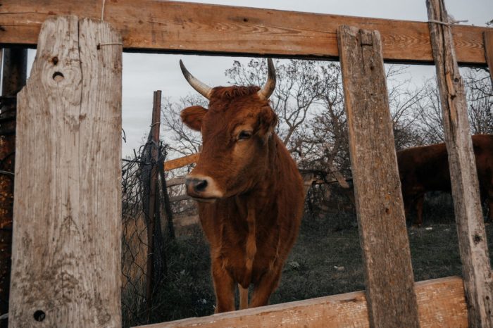 Running cows jumping vacas corriendo farm galloping joy