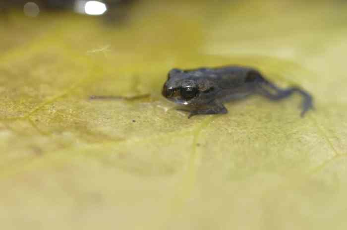 Tadpoles shallow freshwater bright